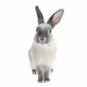 Rabbit Harry falmatrica, 50 x 103 cm - Dekornik